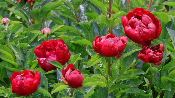 La Coupe des Roses Un Guide Pratique pour un Jardin Épanoui