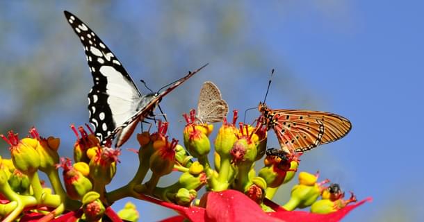 La Biodiversité Un Trésor Vital à Préserver pour l’Avenir