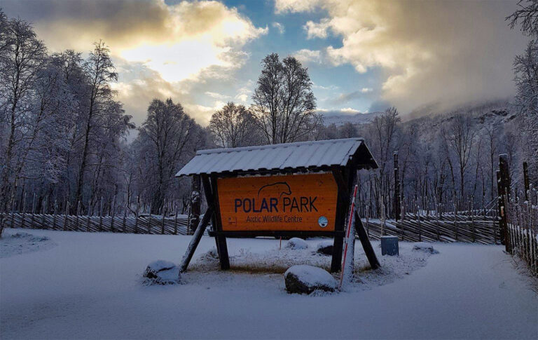 Polar Park Un Voyage Artisitique au Cœur de la Nature